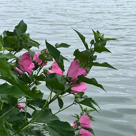 L'ocean Des Landes - La Dune * Messanges (Landes)