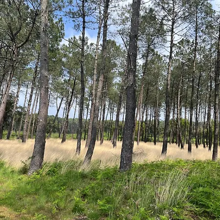 Prázdninový dům L'ocean Des Landes - La Dune Messanges (Landes)