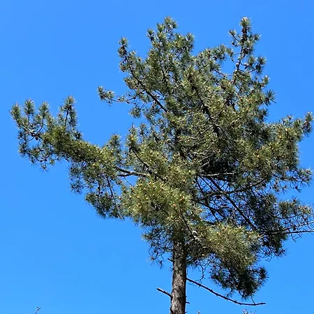 Hébergement de vacances L'océan Des Landes - La Dune