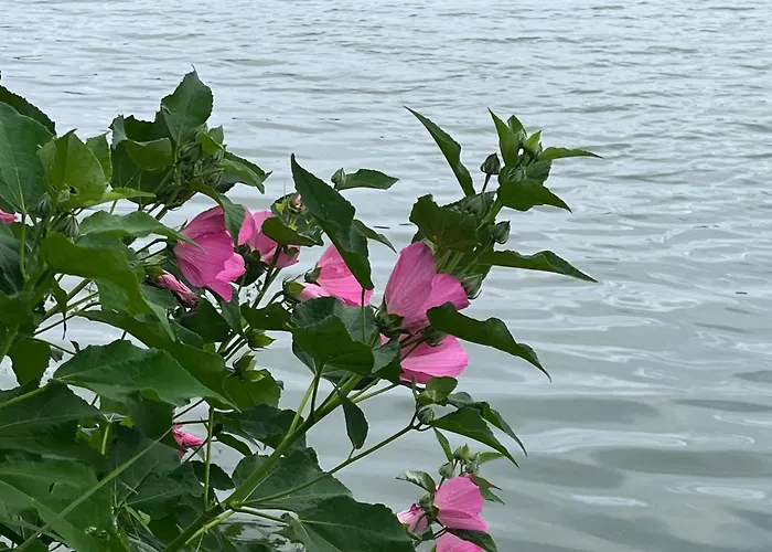 L'ocean Des Landes - La Dune * Messanges (Landes)
