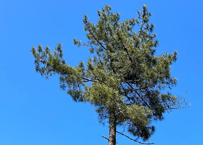 L'ocean Des Landes - La Dune Prázdninový dům
